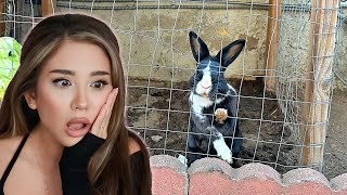 Breaking this bunny out of a hutch outside  House Rabbit Makeover  Episode 9 [upl. by Monroy]