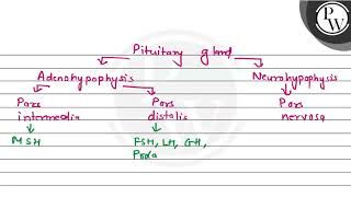 The hormones of neurohypophysis are formed in P 1 Pars nervosa 2 Pars distalis  3 Supra [upl. by Anej]