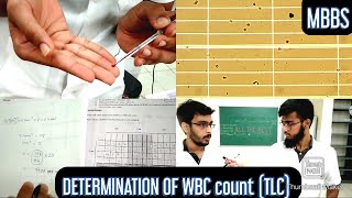 Determination of WBC count TLC Total leucocyte count  MUHS  mbbs practical hematology [upl. by Nitsa8]