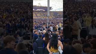 Football game Cal vs Stanford ucberkeley Stanford berkeley collegefootball oski calbears [upl. by Barling]