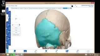 Huesos del Craneo 3D  Aprende de manera Didactica¡¡ part 2 [upl. by Kovacs146]