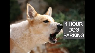 Dog barking 1 hour dog barking voice dog barking sounds [upl. by Samantha]