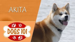 Dogs 101  AKITA  Top Dog Facts About the AKITA [upl. by Suiravad]