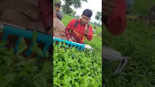 single tea cutting machine 2 stock  tea cutting machine sortvideo teaharvester cuttingmachine [upl. by Alrats333]