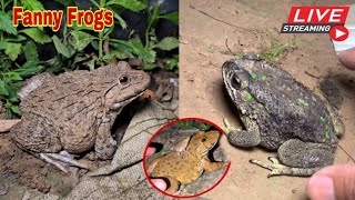 🐸Boing boing catching froggy funny  wep wep catch frogs make you laugh fannyvideo frog shorts 12 [upl. by Kamilah]