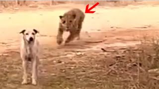 Most brutal leopard attacks on dogs [upl. by Heddie]