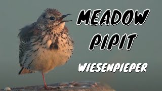 Meadow Pipit Anthus pratensis Call birds birdsounds [upl. by Eivad]