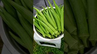 Update of my okra harvesting [upl. by Anaidirib79]