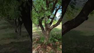 Tamarind Tamarindus indica is a leguminous tree bearing edible fruit family Fabaceae [upl. by Etteniotnna]