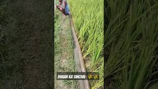 short video blogging dhaan sinchai ek 730 generator do motor chal raha hai char Munda ke khet mein [upl. by Margreta]