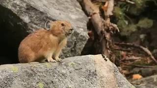 Cute Pika Ochotona At Mount Rainier In Washington State [upl. by Neyud437]