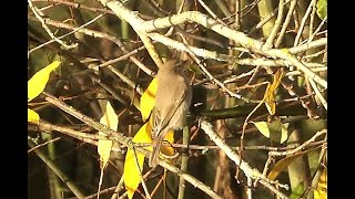 Siberische tjiftjaf Phylloscopus tristis [upl. by Leirua]