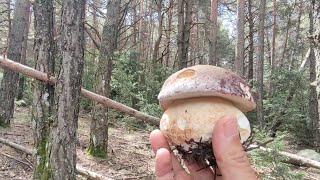 Boletus Pinicola 2024 Pirineos Ya llegaron pero a cuenta gotas [upl. by Enitsyrhc]