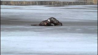 River Otters in Mashpee Cape Cod Massachusetts 2011mov [upl. by Gulick715]