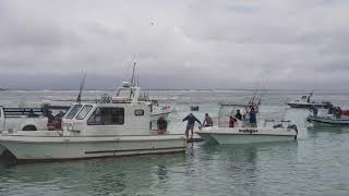 Geelstert Fishing Activity in Struisbaai [upl. by Russel]