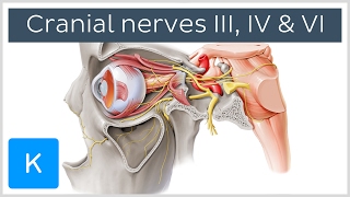 Oculomotor Trochlear and Abducens Nerves preview  Human Anatomy  Kenhub [upl. by Roselane]