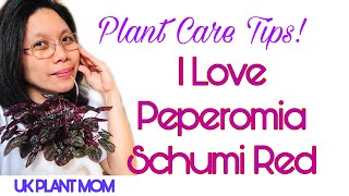 All about Peperomia Schumi RedRadiator Plant [upl. by Arteid]