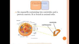 Centrosome vs centriole vs chromosome vs centromere [upl. by Reichert]