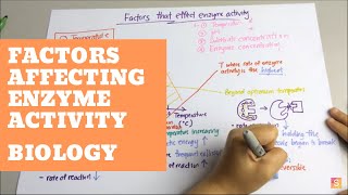 Biology Factors Affecting Enzyme Activity [upl. by Ireva]