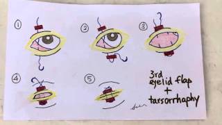 How to do eye surgery in deep corneal ulcerated dogs [upl. by Adnolat582]