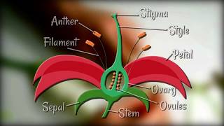 Flower Dissection  Reproduction in flowering plants [upl. by Aylad]