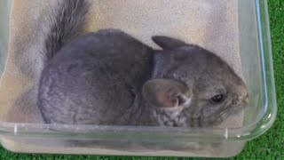 CHINCHILLAS  El baño con arena para las chinchillas ¡Imágenes impresionantes [upl. by Bez248]