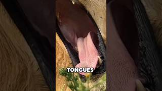 Dont let a LION lick your skin 😨 viral [upl. by Duster]