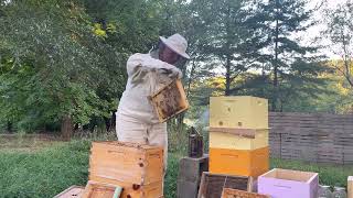 🐝Beehive fall managementhow to combine hives using the paper methodnewbeekeeper bee [upl. by Annij]