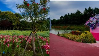 Dutch flower garden 🪴 in Yancheng city of China 🇨🇳 with beautiful scenario [upl. by Enirtak]