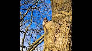 Catch me if you can سنجاب مشاغب squirrelfriends squirrelbuddies cutereels animals [upl. by Airet]