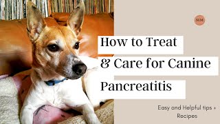 How I Treat Canine Pancreatitis At Home [upl. by Pinchas]