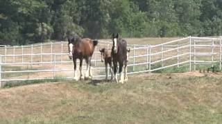 AnheuserBusch Clydesdales at Warm Springs Ranch [upl. by Franklin]