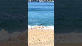 Seal at Wamberal Beach Today Thermoregulation wamberalbeach seal [upl. by Netsua]