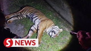 Tiger killed after being hit by car in Bentong [upl. by Asirralc594]