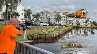 Iguanas Take Over SeaSide community and Destroy 10 Million SeaWall Hired to Remove them [upl. by Engvall]