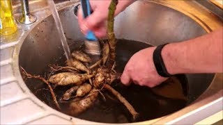 How to Store Dahlia Tubers Over Winter [upl. by Hepsibah]