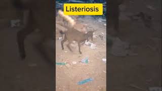 Listeriosis in Kidsgoat farmanimals ytshorts animals livestock farming [upl. by Aratihc]