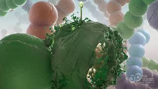 Bacteriophages infect bacteria  3D video [upl. by Rambert185]