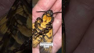 Our deaths head hawk moth didn’t live long Acherontia atropos moths hawkmoth deathsheadhawkmoth [upl. by Annhej]