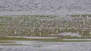 Waders In Flight Ribble Estuary National Nature Reserve [upl. by Ahsilra]