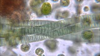 Gliding Motility of Cyanobacteria [upl. by Atipul720]