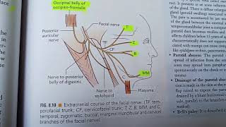 facial nerve  extracranial course [upl. by Mcconnell]