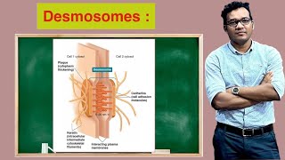 Desmosomes [upl. by Gnad]