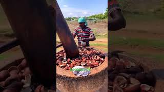 Method of extracting coconut oil  SameerAxom Naturel coconutoil shortvideo youtubeshorts [upl. by Ardnued]