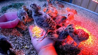 Breeding Wild Pheasants  Phasianus colchicus mongolicus [upl. by Eelrebma268]