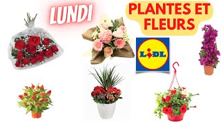 💥 ARRIVAGE LIDL💥 PLANTES ET FLEURS  30 mai 2022  11 OFFRES  FRANCE [upl. by Rephotsirhc]