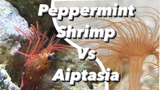 How To Kill amp Remove Aiptasia Peppermint Shrimp Care Guide  Aiptasia Eating Shrimp Nano Reef Invert [upl. by Philpot]