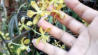 Encyclia oncidioides [upl. by Profant]