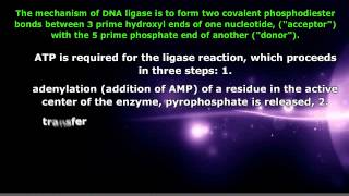 AP Biology  DNA Ligase and its Function [upl. by Hedgcock]