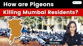 How are Pigeons Killing Mumbai Residents Explained by Vironika [upl. by Aramas210]